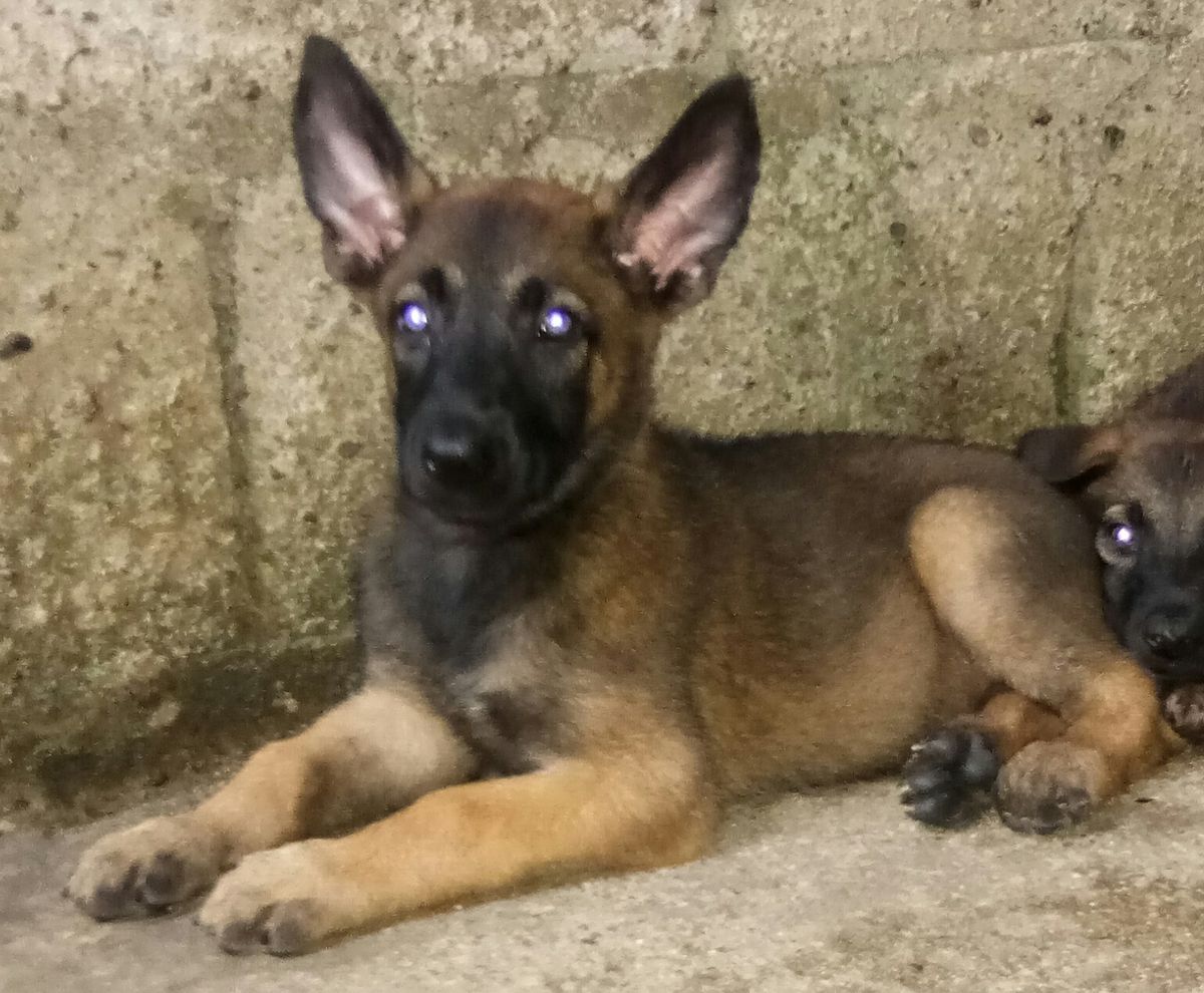 Tabog's Home Roxy | Belgian Malinois 