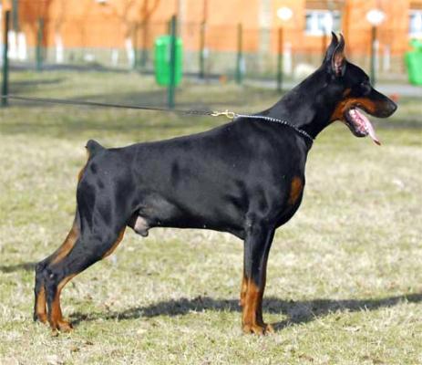 Livonijas Baron Ink Indigo | Black Doberman Pinscher