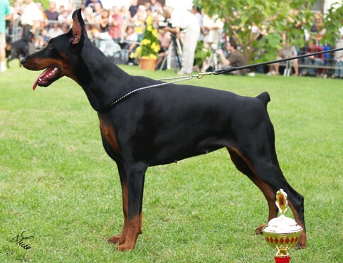 Livonijas Baronessa Infinity Fly | Black Doberman Pinscher