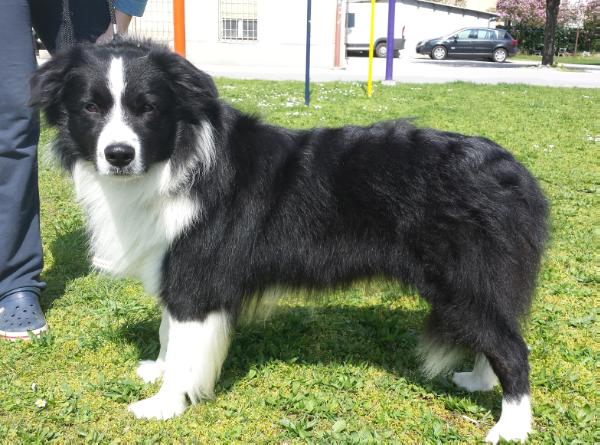 Simply Black and White | Border Collie 