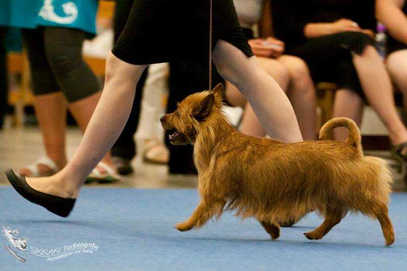 MELUKYLAN PAPUPATA | Australian Terrier 
