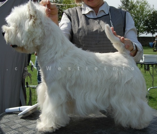 Bogarhazi Zaro | West Highland White Terrier 