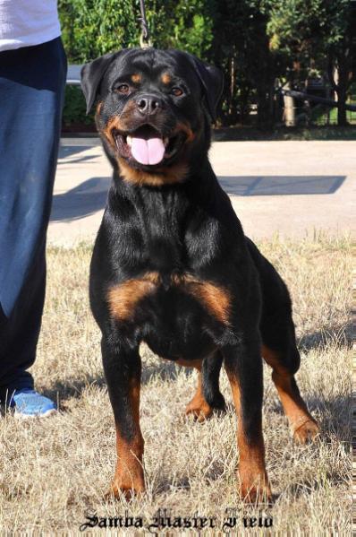 Samba Master Field | Rottweiler 