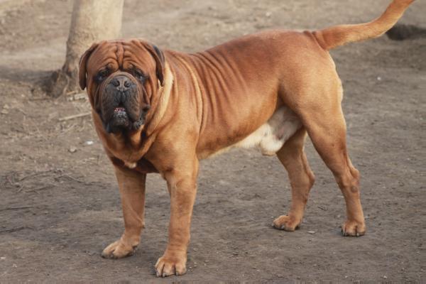 Canis Del Matador Azzaro | Dogue de Bordeaux 