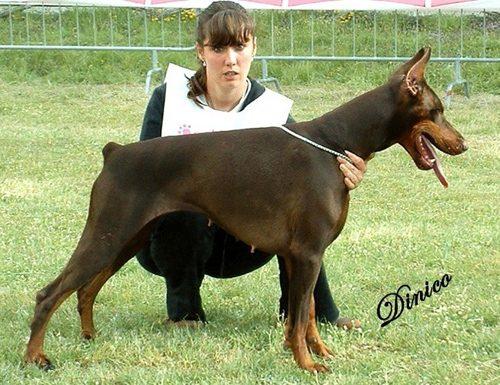 Ardens Romeo's Juliet | Brown Doberman Pinscher