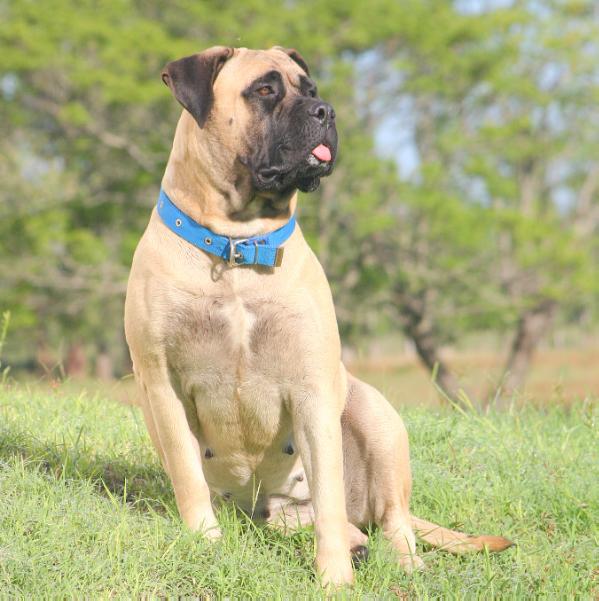 Gimlet Littlewin Alma Stone | Bullmastiff 