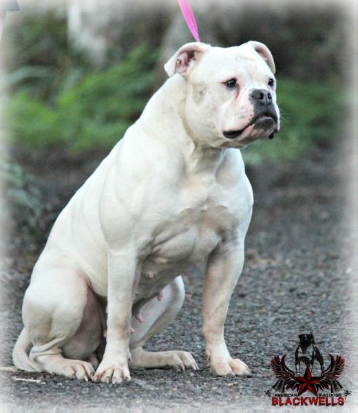 Blackwell's Waiting for my Ruca of Connecticut Bulldogs | American Bulldog 