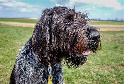 Pudelpointer