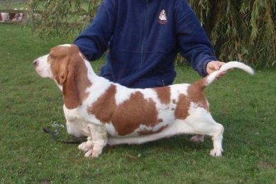 Switherland Tender Touch | Basset Hound 