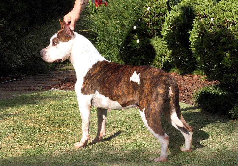 Rainbow Fire Fraja EC Lucky Ticket | American Staffordshire Terrier 