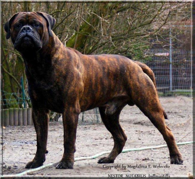 Lyudzhen GELIKON | Bullmastiff 