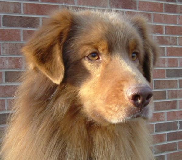 Goldstar Rider On The Storm | Australian Shepherd 