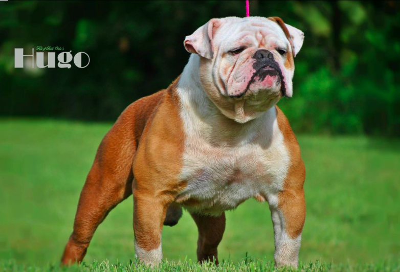 Full of Bull's Hugo | Olde English Bulldogge 