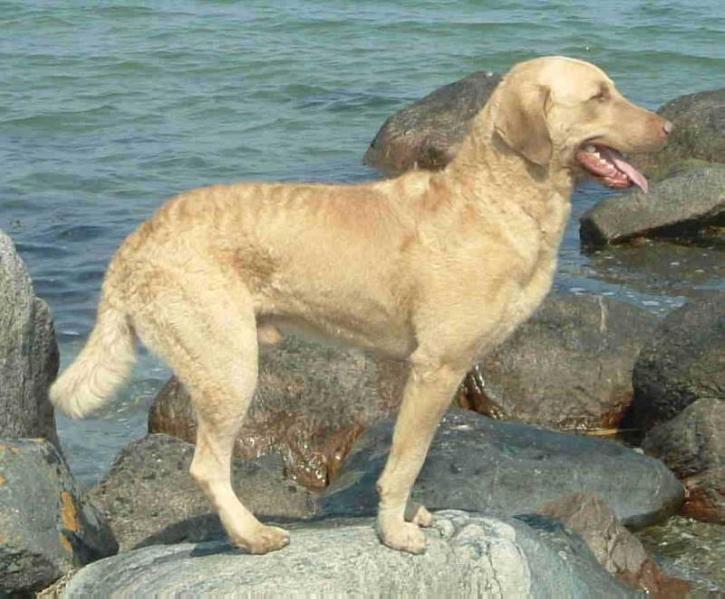 Cheslabben Talisman | Chesapeake Bay Retriever 