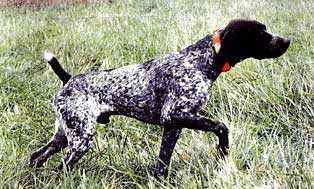 Odysseys Sam Saint Max MH | German Shorthaired Pointer 