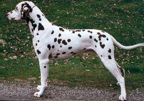 Gracilis Banzai | Dalmatian 