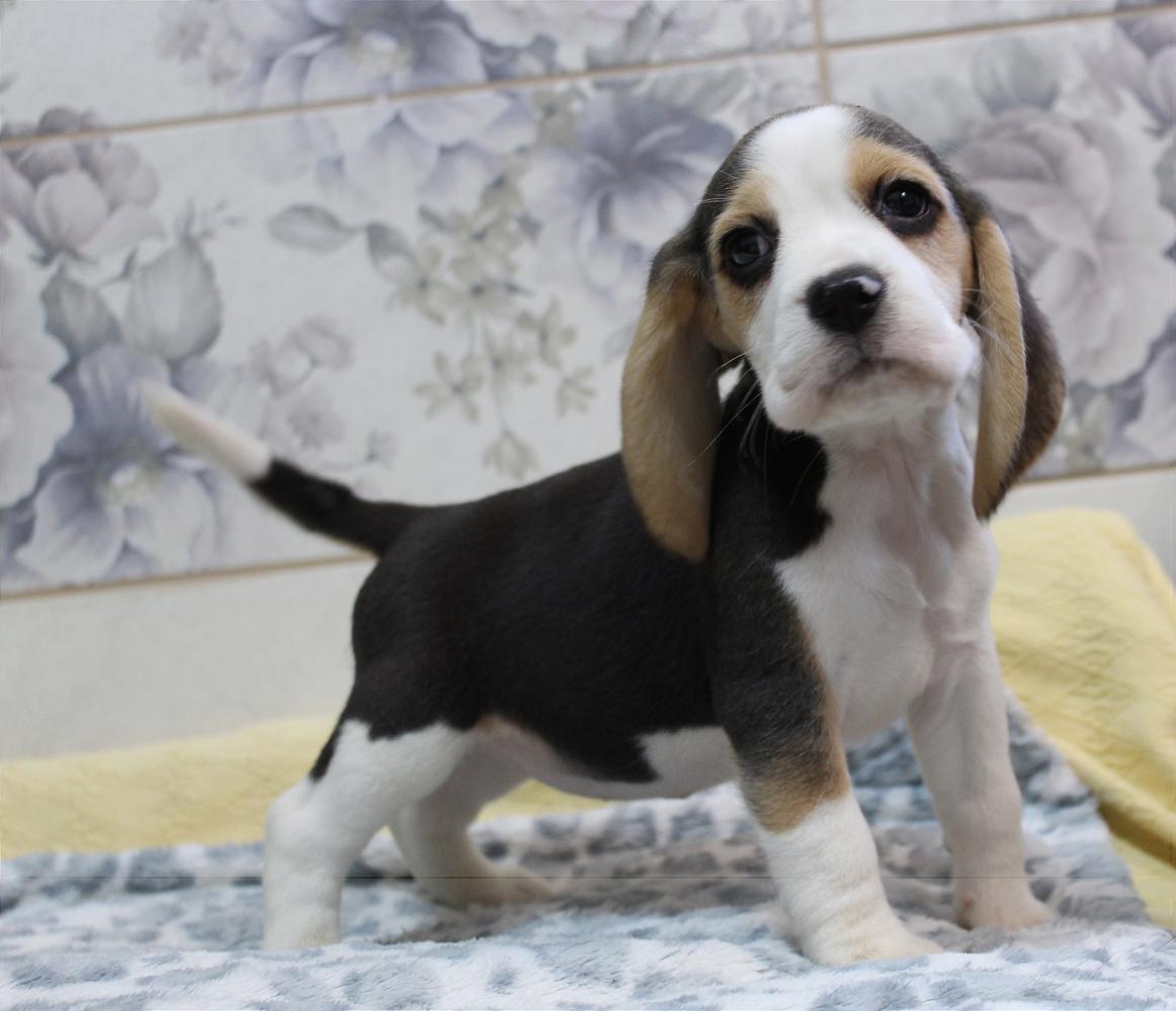 Rachel Teren | Beagle 