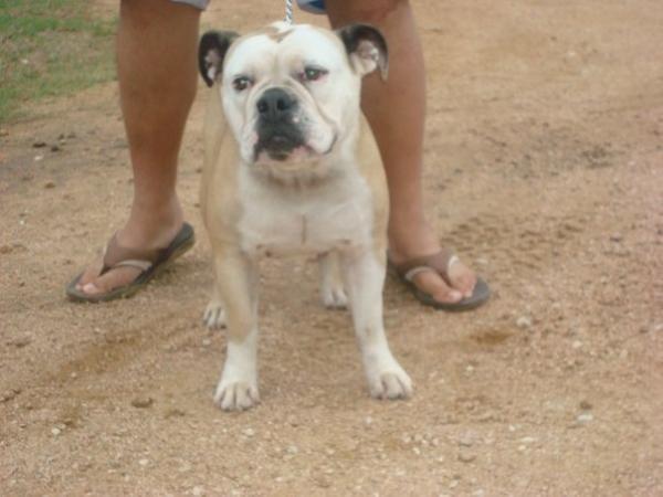 Tx. Windstorm's Lexus | Olde English Bulldogge 