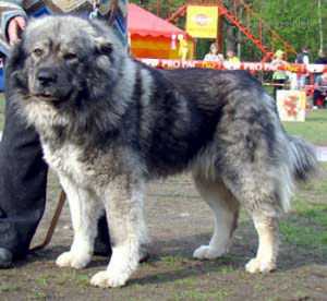 LAVA LUKUM IZ STOLITSI SIBIRI | Caucasian Mountain Dog 