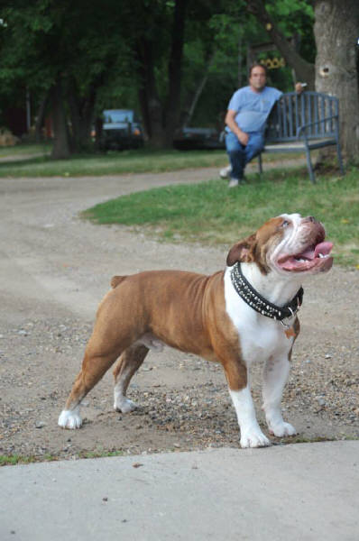 Pelto's Tank | Olde English Bulldogge 