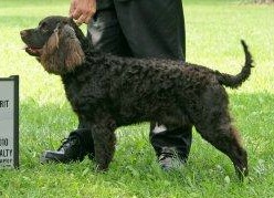 Waterway Game Crk Ralphie Boy-How Sweet It Is! | American Water Spaniel 