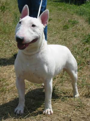 Royal diam's all that's bull | Miniature Bull Terrier 