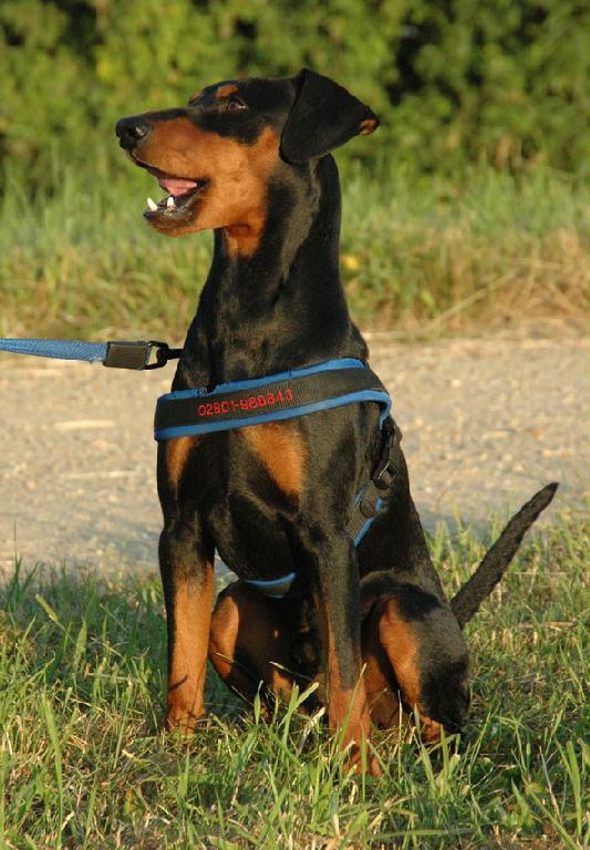 JASKO-SOLINO vom Robinienhof | German Pinscher 