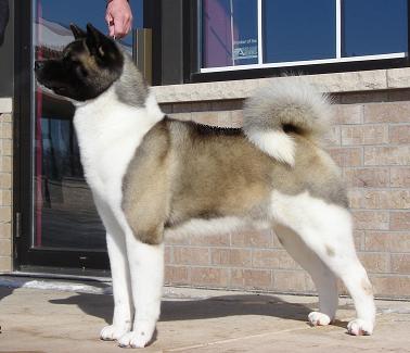 Ruthdales Knockout At BuckridgeTwo | Akita 