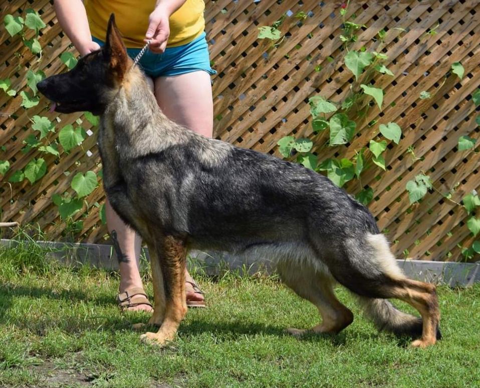 Sablehill's Redneck Women | German Shepherd Dog 
