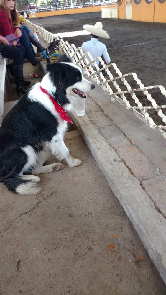 Arya Salinas | Border Collie 