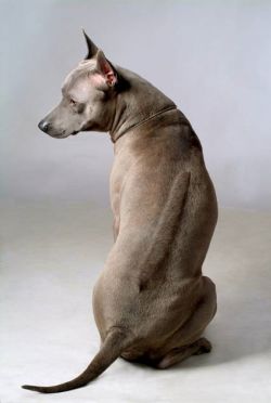 FAH SANSAI | Thai Ridgeback 