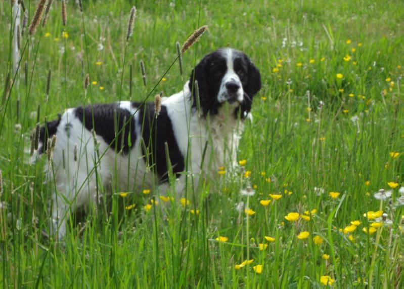 Play Harlequin Strike Lightning | English Springer Spaniel 