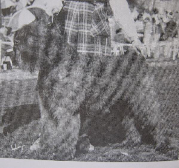 Nack du Clos des Cytises | Bouvier des Flandres 