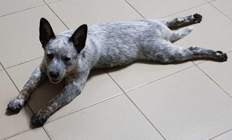 LISA OF HEELER'S SELIVON | Australian Cattle Dog 