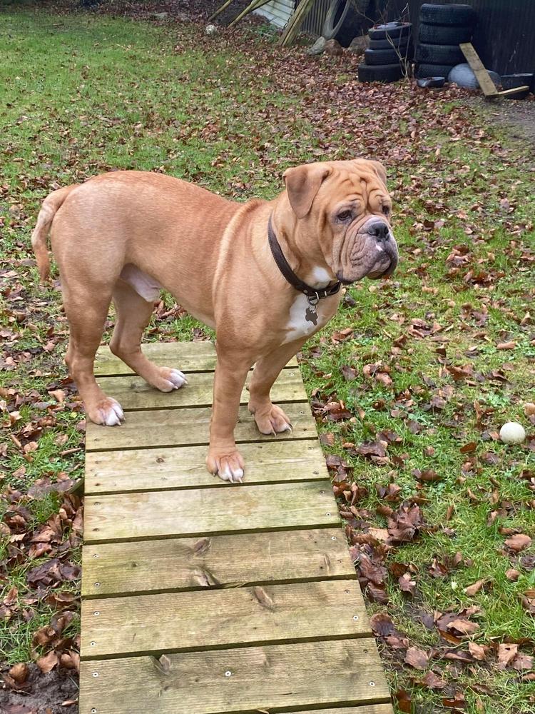 House of Monsters Mighty Thor | Olde English Bulldogge 