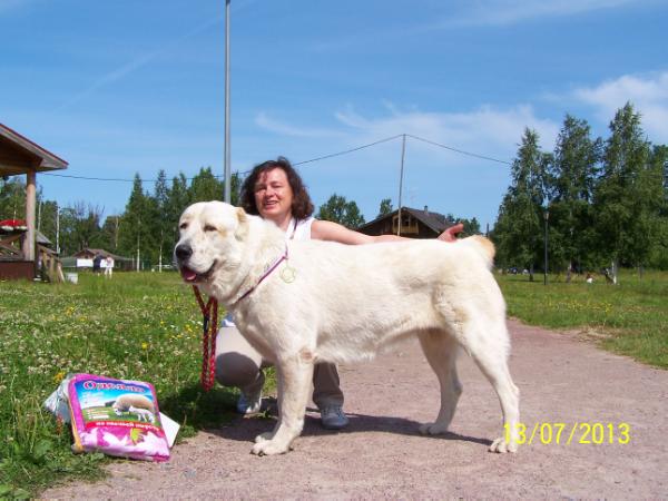 Gardian Endzel Ordeliya | Central Asian Shepherd Dog 