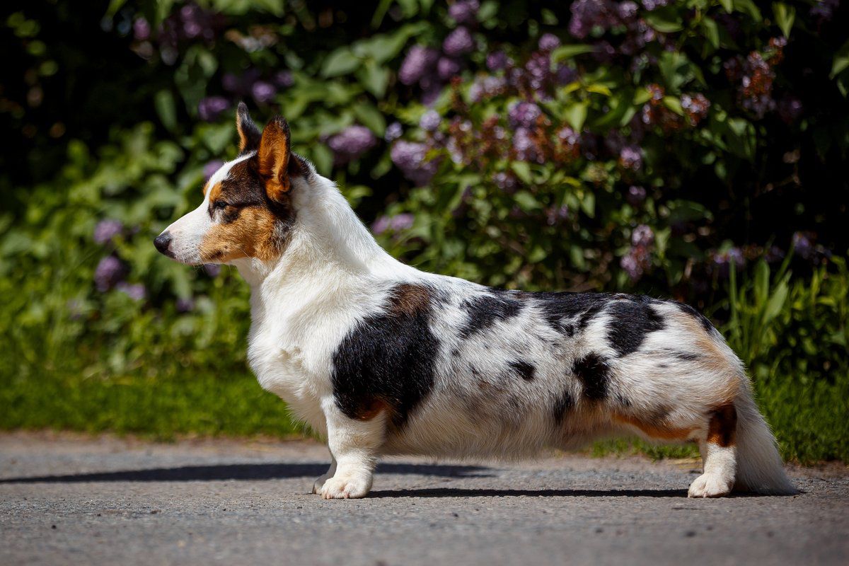 Grey Blue Sky | Cardigan Welsh Corgi 