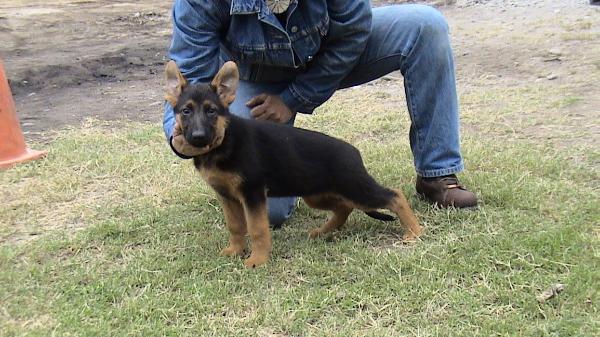 Frizz de vimorca | German Shepherd Dog 