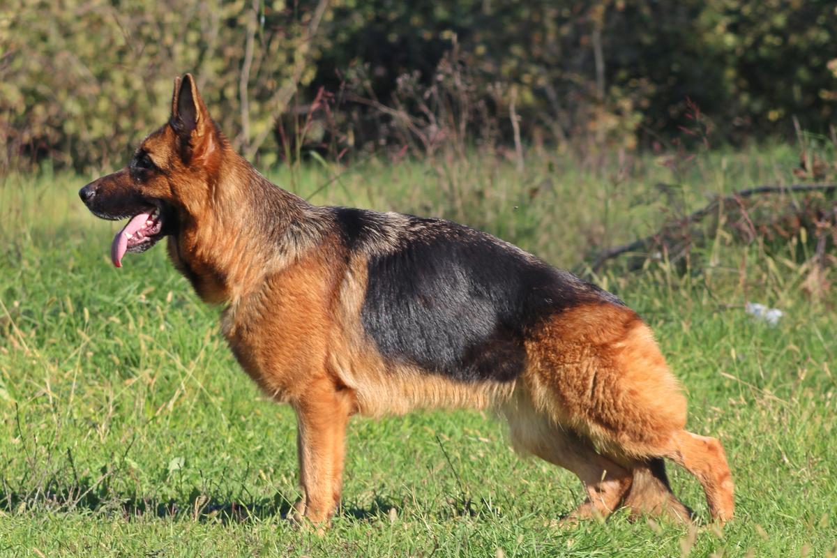 Evita Von starwolf | German Shepherd Dog 