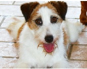 bakingsoda | Jack Russell Terrier 