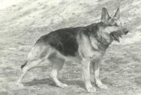 Polarmarkens Varro | German Shepherd Dog 