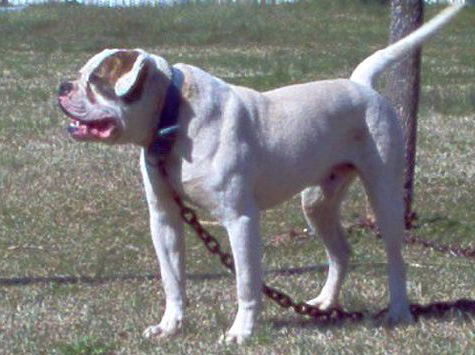 Hartsfield's Elrod 2 | American Bulldog 