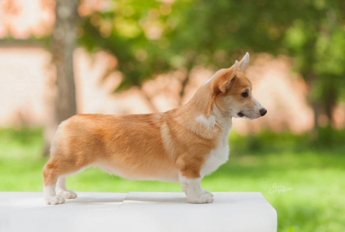 Treasure Dream Image Maker | Pembroke Welsh Corgi 