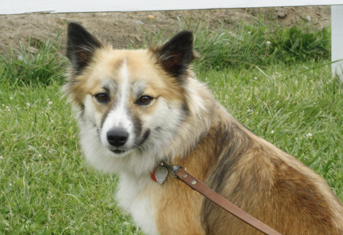 Kind Horn Tinderbunt "Sufi" | Icelandic Sheepdog 