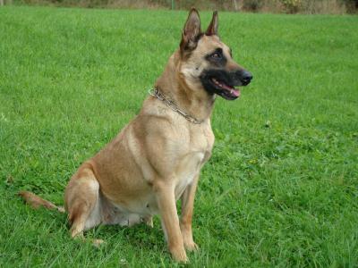 Fler z Hebru | Belgian Malinois 