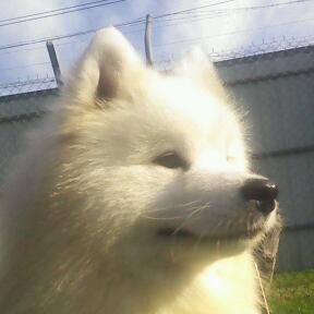 Babu Sunshining (Imp Svk) | Samoyed 