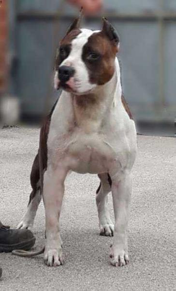 Nico's Politically Incorrect | American Staffordshire Terrier 