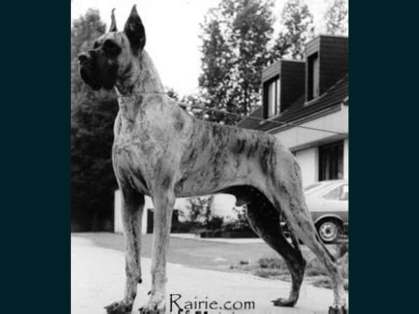 Cyrus Von Klevchen | Great Dane 