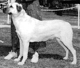 Birinci's Kucuk Seker | Anatolian Shepherd Dog 