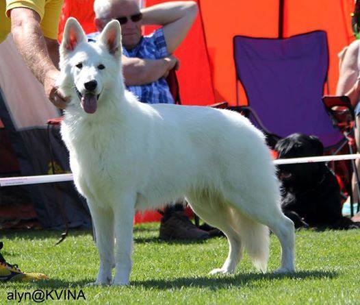 Angel Alita Of Ariellespride | White Swiss Shepherd Dog 